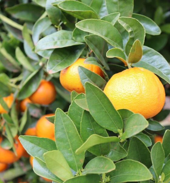 citricultura